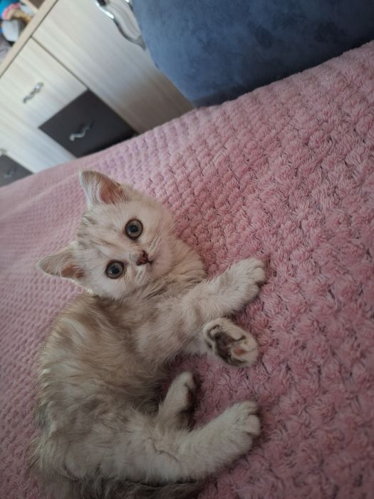 Котёнок скоттиш фолд