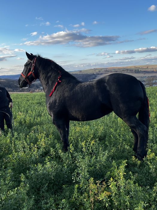 De vanzare iapa de 4 anii!! Sau schimb! Si cu ATV!!