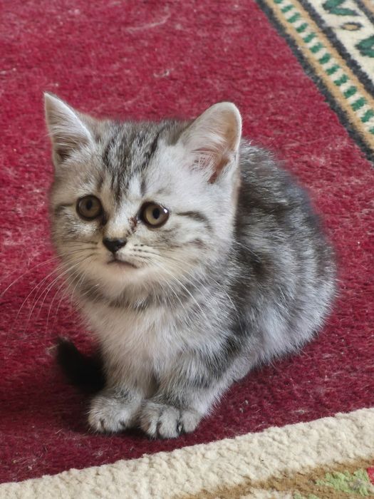 Продам красивых кошечек