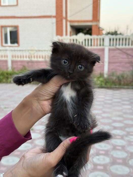 Отдадим котят вислоухих