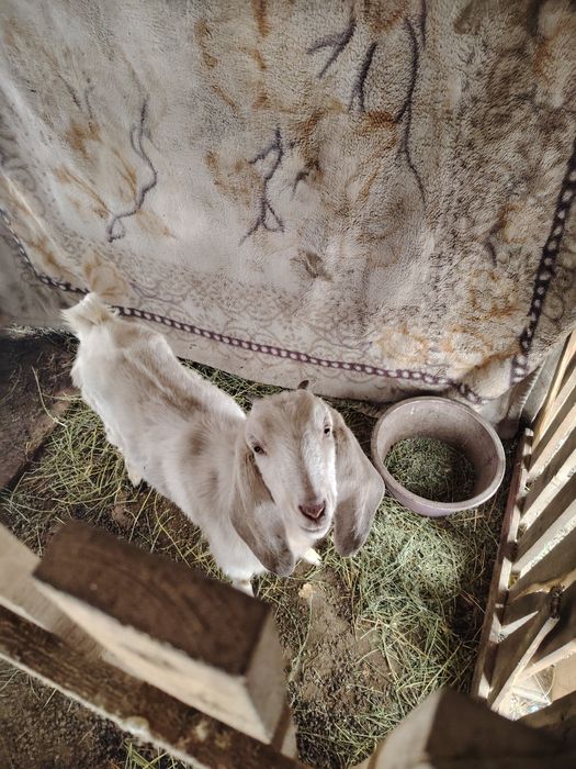 Козы 3 штук девочки