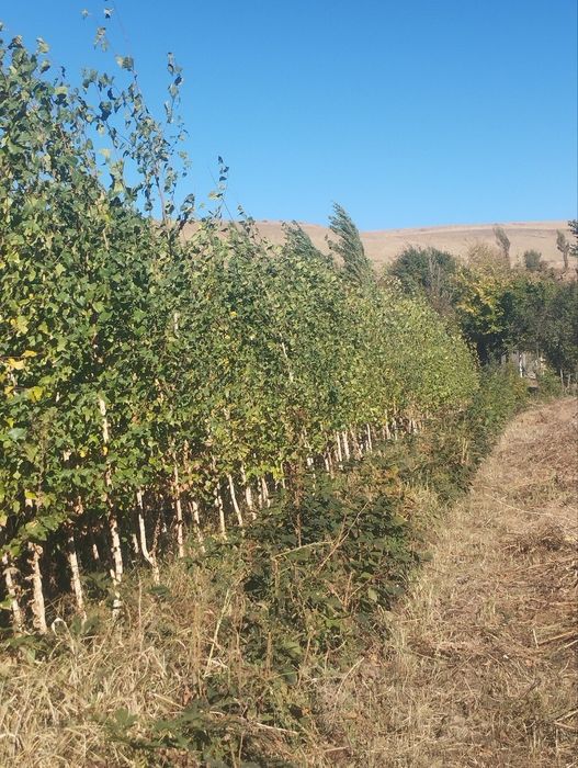 Берйоза  3metrda 4.5 metrgacha