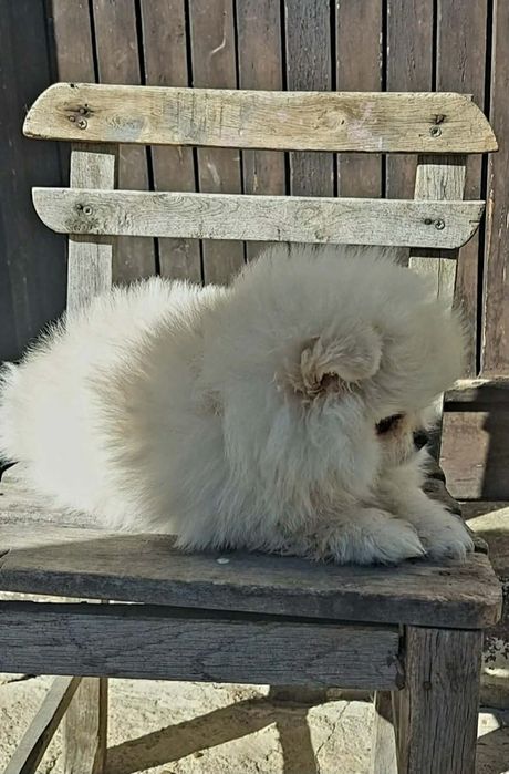 Мини померани от родословни родители