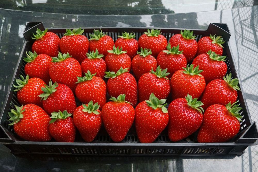 Разсад ягоди и малини