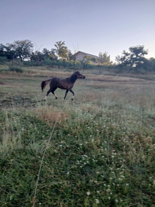 Ponei femelă-talie mică,mânză 1 an si 3 luni