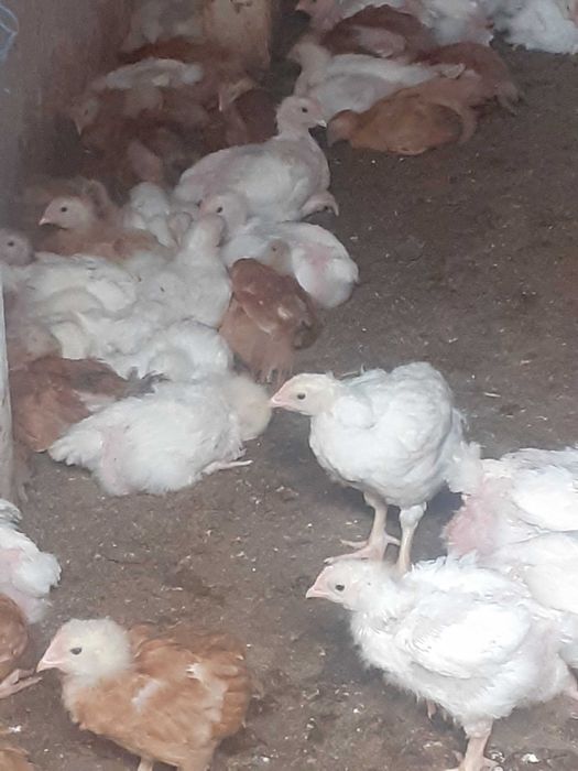 Vand puicute rasă mixtă kabir Italia si pui de carne