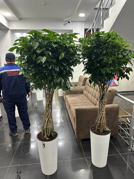 Комнатные растения, офисные и комнатные цветы, Гуллар, Офис гуллари