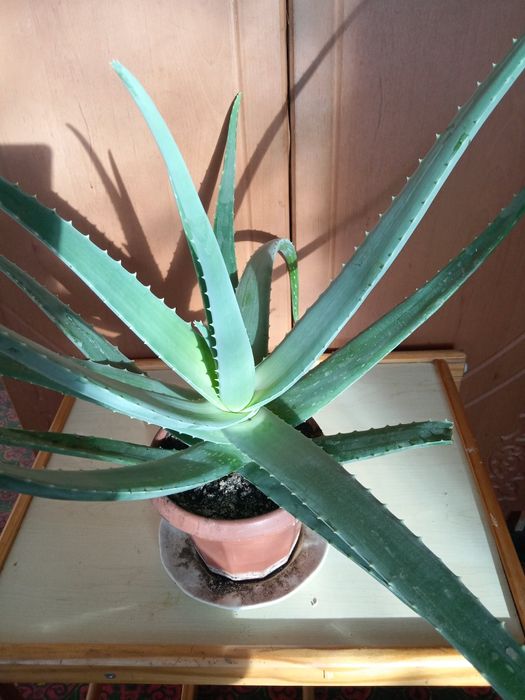 Продам.  Цветок. Алои