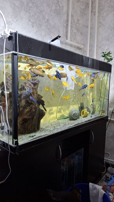 Аквариумный баликлар сотилади