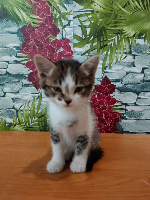 Отдадим котят в добрые руки