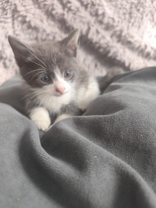 Отдам домашних котят