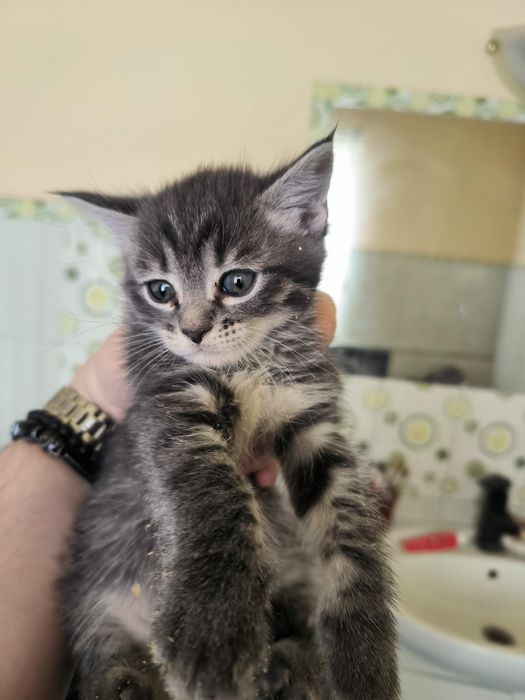 Продам шотландских котят