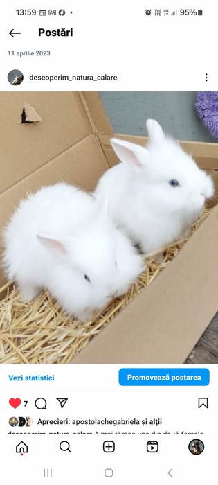 Iepurasi pitici cap de leu