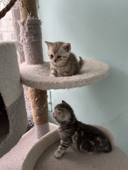 Котята шотландской породы