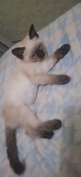 Сиямский мушукчалар сотилади