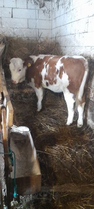 Vițea balțati românesti