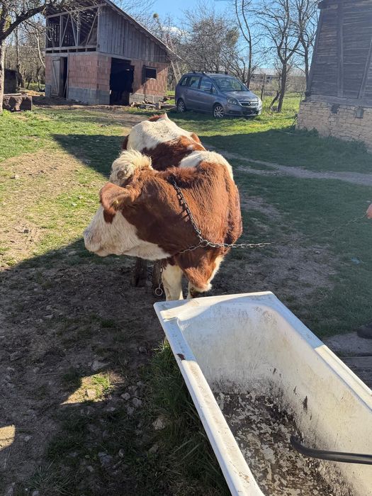 Vaca Bălțata romaneasca