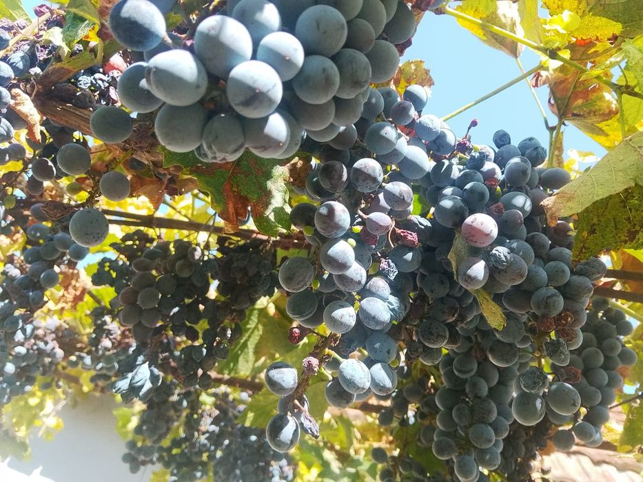 Продавам грозде в с. Гривица