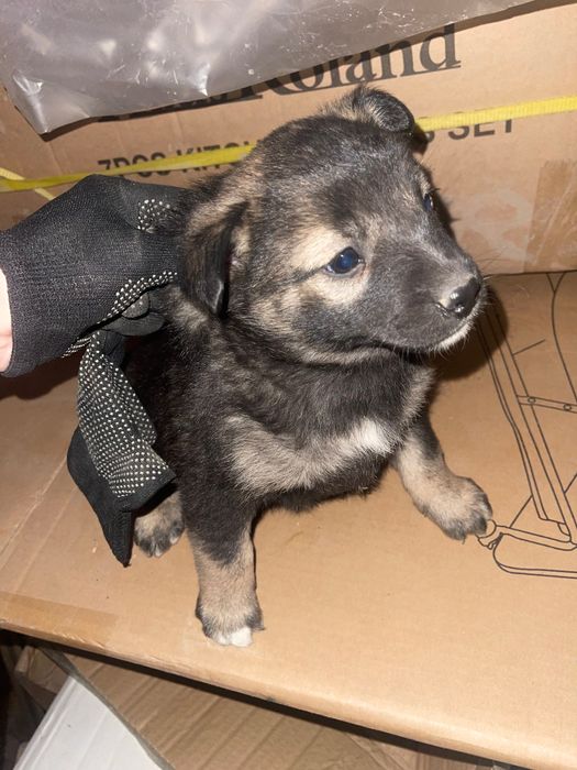 Щенок кабель в хорошие руки