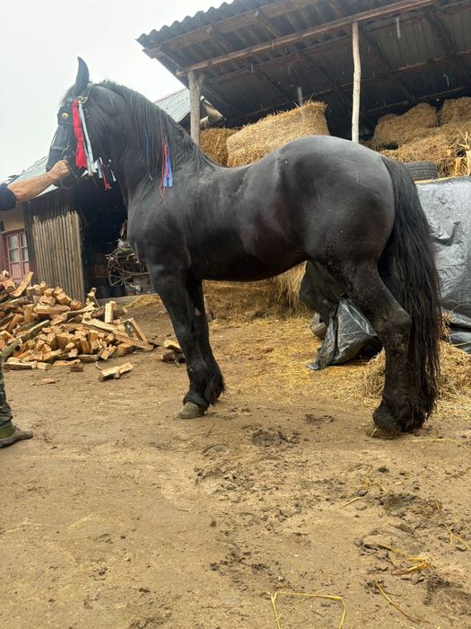 Armasar ,Vârstă 9 ani