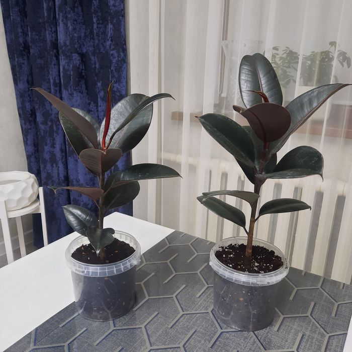 Продам цветы Фикус