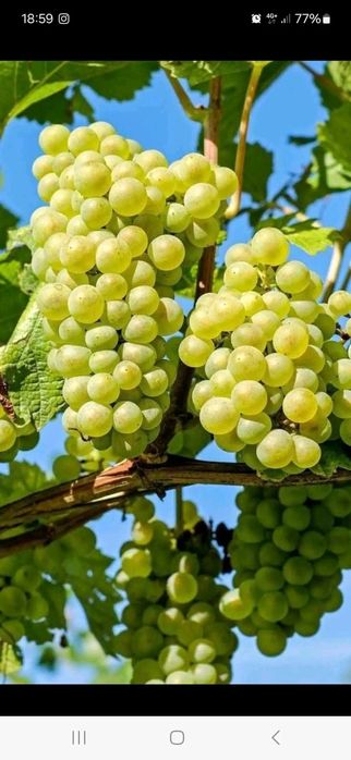 Butasi de vita de vie de anul 2 și de anul 3