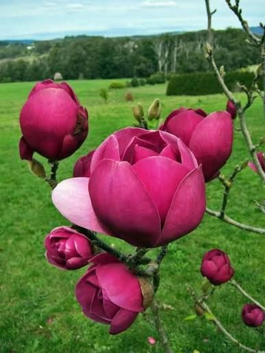 Magnolia rubra rustica