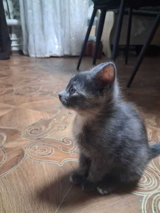 Отдам котенка домашнего