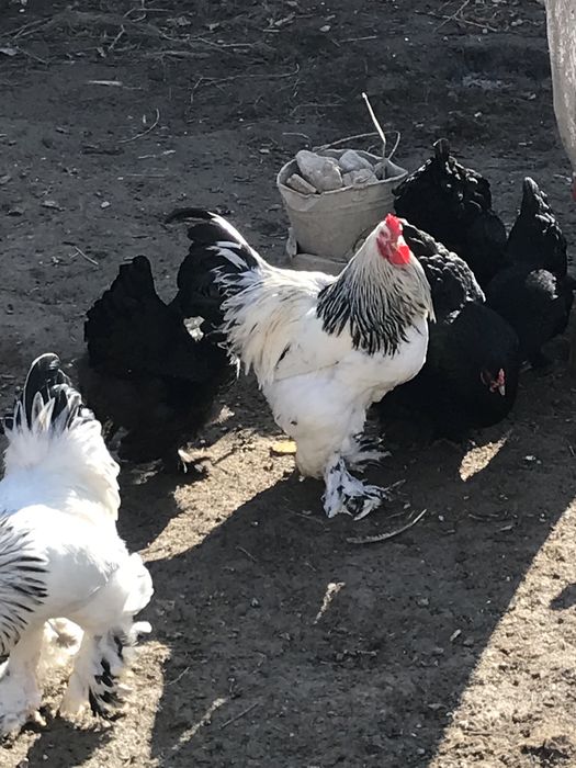 Brama tuximlariga zakaz olamiz  zoti toza 100%