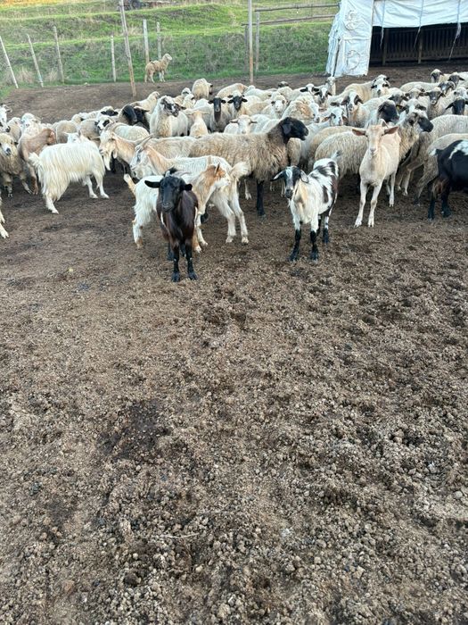 Oi sii capre de vanzare