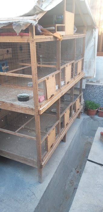 Katak sotiladi 6 xonali