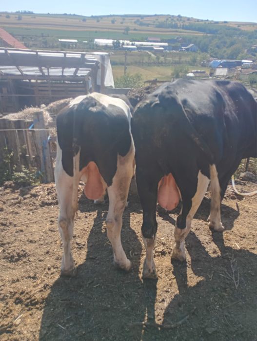Vand 2 taurii si o vaca reforma