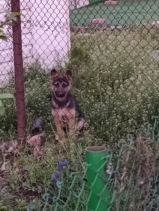 Продам овчарку немецкую