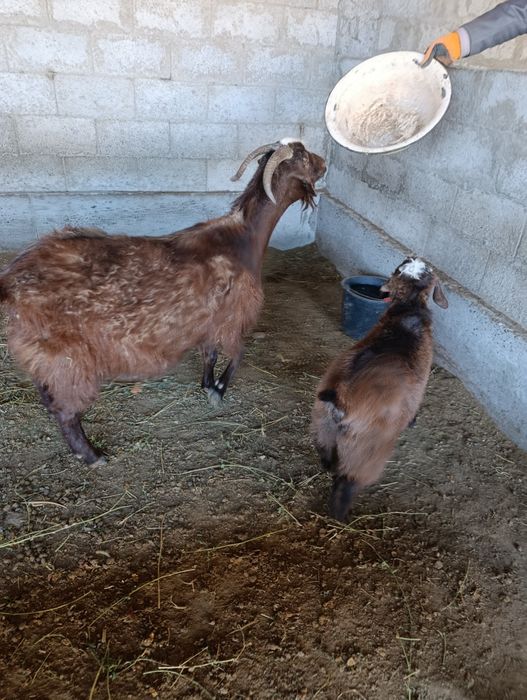 Она бола Эчки срочно Сотилади ёки Бугоз Куйга алишаман