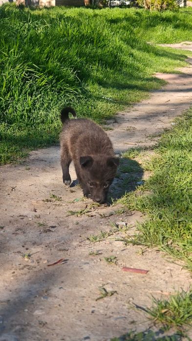 Срочно щенок девочка!!!