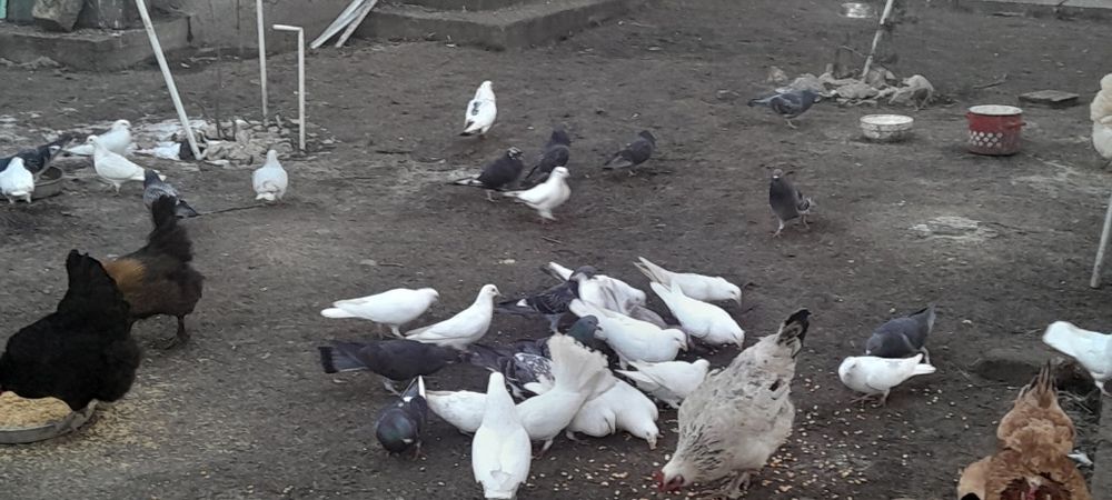 Porumbei voiajori  si oua de casa găină  + rață mută/ românească