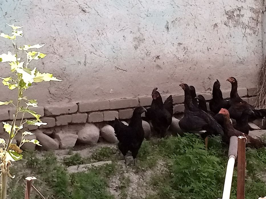 Qora uxayli zotli tovuq, xuroz