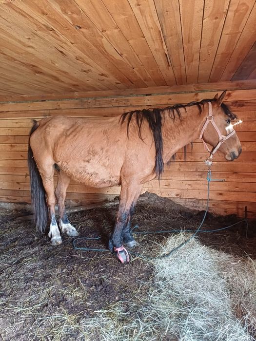 Продам кобылу 5 лет