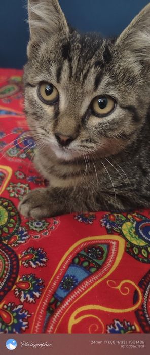 Мальчик котенок возраст 3м