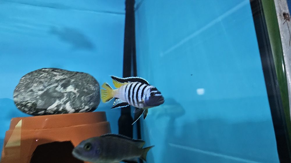 Рибки Африкански цихлиди