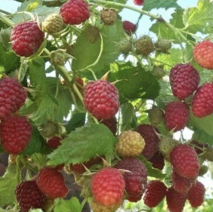 Саженцы малины Бабье лето