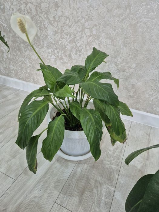 Продам цветы хорошо ухоженный