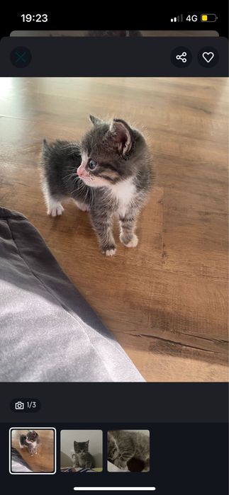 Отдам котенка бесплатно