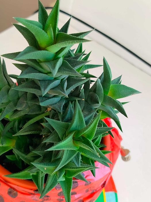 Комнатный цветок Хавортия