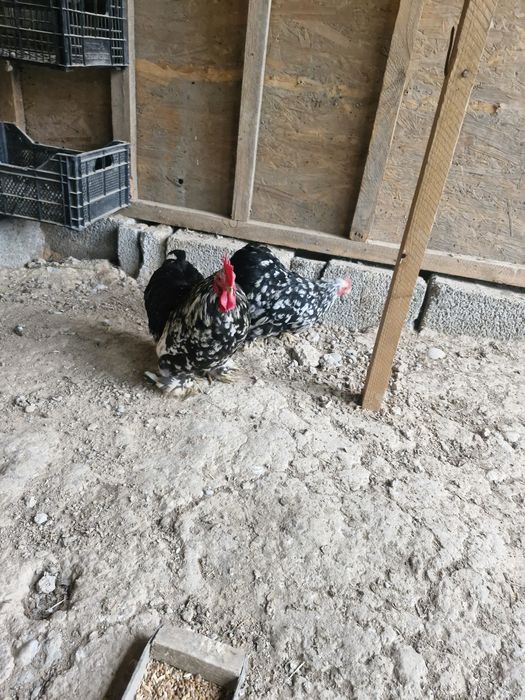 Продаются карлики Кохан