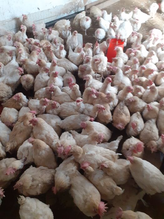 Тухум йуналишидаги товукла сотилади