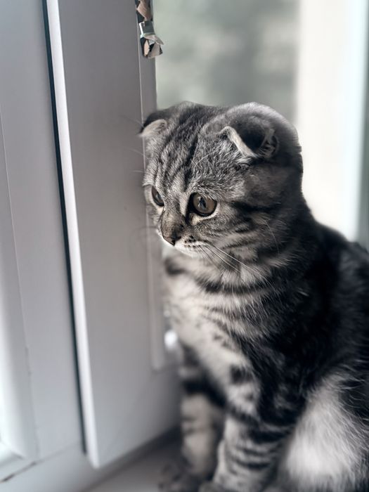 Котёнок мальчикк
