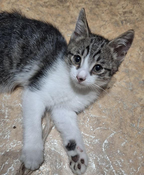 Котята бесплатно