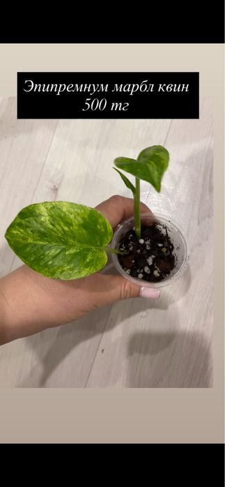 Комнатные растения