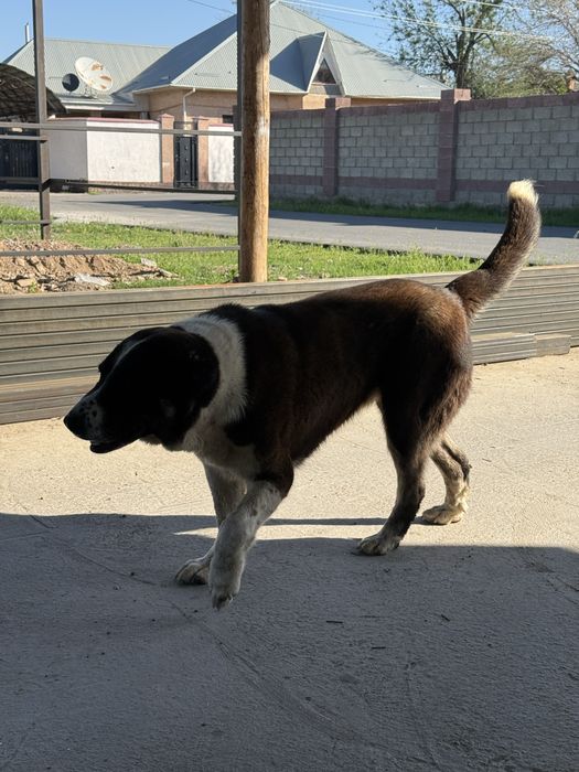 Алабай кушык 1 жас 1 ай